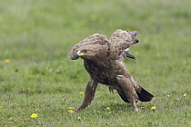 Lesser Spotted Eagle (Aquila pomarina) in aggressive posture, native to Africa