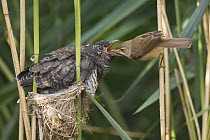 Eurasian Reed-Warbler (Acrocephalus scirpaceus) feeding parasitic Common Cuckoo (Cuculus canorus) chick in nest, Saxony-Anhalt, Germany