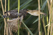 Eurasian Reed-Warbler (Acrocephalus scirpaceus) feeding parasitic Common Cuckoo (Cuculus canorus) chick in nest, Saxony-Anhalt, Germany