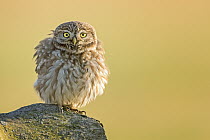 Little Owl (Athene noctua), fluffing up its feathers, Hungary