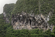 Weathered limestone cliff, Vinales Valley, Cuba