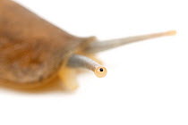 Pancake Snail (Veronicella sloanei) eye, Central America