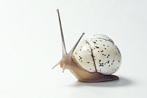 Land Snail (Polymita muscarum splendida), Cuba