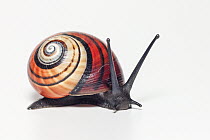 Land Snail (Polymita picta iolimbata), Cuba