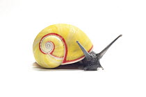 Land Snail (Polymita picta roseolimbata), Cuba