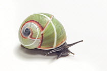 Land Snail (Polymita venusta), Cuba