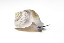 Land Snail (Viana regina subunguiculata), Cuba