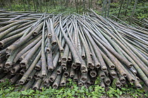 Moso Bamboo (Phyllostachys heterocycla) cut for various uses, Shunan Zhuhai National Park, Sichuan, China