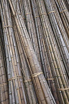 Moso Bamboo (Phyllostachys heterocycla) sorted for transport, Shunan Zhuhai National Park, Sichuan, China