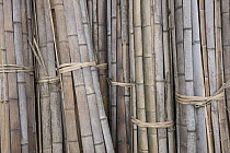 Moso Bamboo (Phyllostachys heterocycla) sorted for transport, Shunan Zhuhai National Park, Sichuan, China