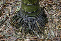 Moso Bamboo (Phyllostachys heterocycla) roots, Shunan Zhuhai National Park, Sichuan, China