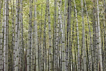 Moso Bamboo (Phyllostachys heterocycla) stems, Shunan Zhuhai National Park, Sichuan, China