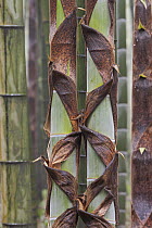 Moso Bamboo (Phyllostachys heterocycla) stems peeling, Shunan Zhuhai National Park, Sichuan, China