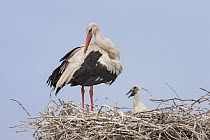 White Stork (Ciconia ciconia) parent preening with chick in nest, Danube Delta, Romania