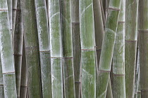 Bamboo stems, Sichuan, China