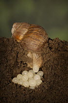 Edible Snail (Helix pomatia) laying eggs, Germany