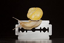 Brown Lipped Snail (Cepaea nemoralis) crawling over razor blade, protected by its mucus, Germany