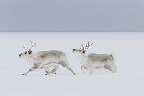 Svalbard Reindeer (Rangifer tarandus platyrhynchus) males running in snow, Svalbard, Spitsbergen, Norway
