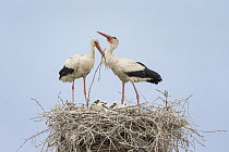 White Stork (Ciconia ciconia) pair displaying at nest with chicks, Danube Delta, Romania