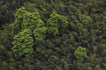 Moso Bamboo (Phyllostachys heterocycla) forest, Shunan Zhuhai National Park, Sichuan, China