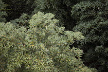 Moso Bamboo (Phyllostachys heterocycla) canopy, Shunan Zhuhai National Park, Sichuan, China