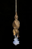 Great Grey Slug (Limax maximus) pair mating while hanging from mucus string, Switzerland