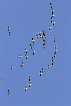 Great White Pelican (Pelecanus onocrotalus) flock flying, Danube Delta, Romania
