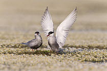 Whiskered Tern (Chlidonias hybrida) pair courting on newly built nest, Danube Delta, Romania