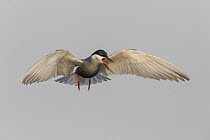 Whiskered Tern (Chlidonias hybrida) flying and calling, Danube Delta, Romania