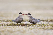 Whiskered Tern (Chlidonias hybrida) male passing mayfly to female during courtship, Danube Delta, Romania