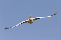 Great White Pelican (Pelecanus onocrotalus) flying, Danube Delta, Romania