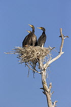 Great Cormorant (phalacrocorax carbo) chicks in nest, Danube Delta, Romania