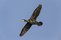 Great Cormorant (phalacrocorax carbo) flying, Danube Delta, Romania