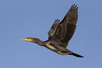 Great Cormorant (phalacrocorax carbo) flying, Danube Delta, Romania