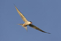 Common Tern (Sterna hirundo) flying and calling, Danube Delta, Romania