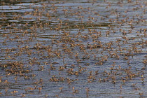 Tisza Mayfly (Palingenia longicauda) swarming, Danube Delta, Romania