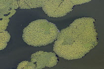 Water lilies in wetland, Danube Delta, Romania