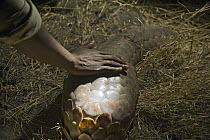 Cape Pangolin (Manis temminckii) being touched by safari guide, thought to bring good luck, northern Botswana