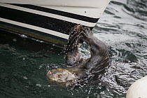 Sea Otter (Enhydra lutris) female smashing clam on hull in harbor, Monterey Bay, California