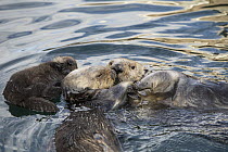 Sea Otter (Enhydra lutris) male interacting with mother and six day old newborn pup, Monterey Bay, California