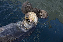 Sea Otter (Enhydra lutris) mother feeding on mussel and six day old newborn pup, Monterey Bay, California