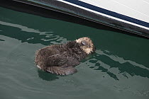 Sea Otter (Enhydra lutris) six day old newborn pup floating beside boat, Monterey Bay, California