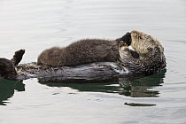 Sea Otter (Enhydra lutris) mother grooming three day old newborn pup, Monterey Bay, California