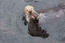 Sea Otter (Enhydra lutris) mother and three day old newborn pup, Monterey Bay, California