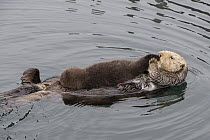 Sea Otter (Enhydra lutris) mother grooming three day old newborn pup, Monterey Bay, California