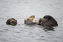 Sea Otter (Enhydra lutris) mother grooming next to three day old newborn pup, Monterey Bay, California