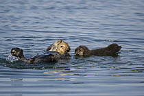 Sea Otter (Enhydra lutris) mother and three day old newborn pup, Monterey Bay, California