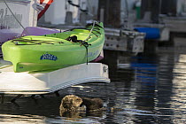 Sea Otter (Enhydra lutris) mother and three day old newborn pup in harbor, Monterey Bay, California