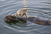 Sea Otter (Enhydra lutris) mother feeding next to three day old newborn pup, Monterey Bay, California