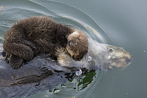 Sea Otter (Enhydra lutris) mother dunking underwater while carrying three day old newborn pup, Monterey Bay, California
